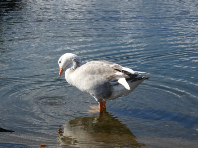goose.jpg