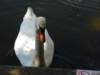 swan_small.jpg